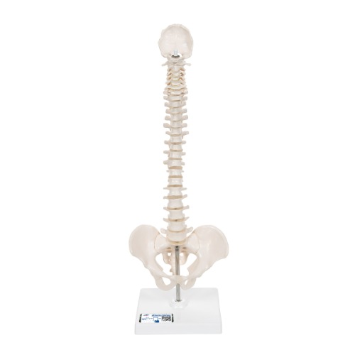 탄력성이 있는 소형 척추 모형 Mini Human Spinal Column Model - Flexible, on Base  A18/21 [1000043]