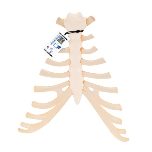 늑연골 포함한 흉골 모형 Sternum with rib cartilage A69 [1000136]
