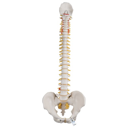 기본형 척추모형 Classic Flexible Spine A58/1 [1000121]