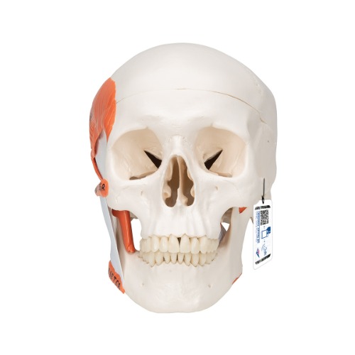저작근 기능 보여주는 측두하악골(TMJ) 두개골모형 2파트  TMJ Human Skull Model, demonstrates functions of masticator muscles, 2 part A24 [1020169]