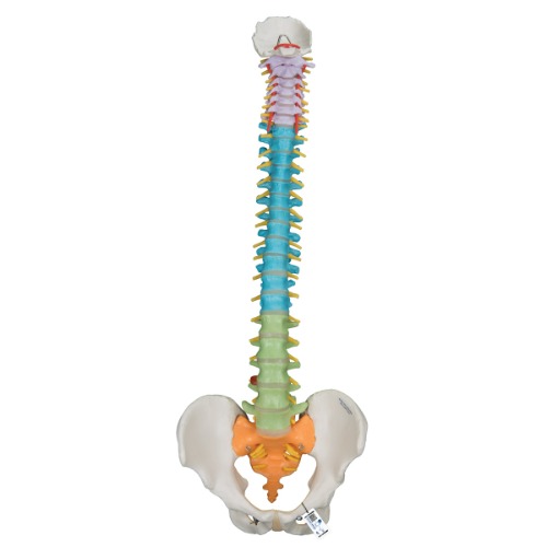 교육용 유연한 척추 모형 Didactic Flexible Spine Model A58/8 [1000128]