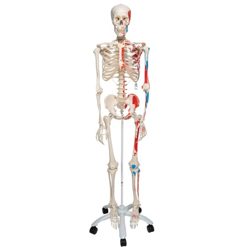 전신골격모형 (근육채색 골반스탠드 형) Skeleton Max showing muscles on a metal stand with 5 casters A11 [1020173]