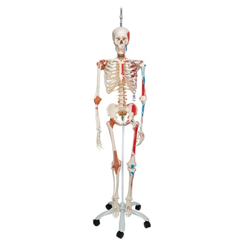 전신골격 모형 “Sam&quot; (행잉스탠드 형)  Human Skeleton Model Sam on Hanging Stand with Muscle &amp; Ligaments A13/1 [1020177]