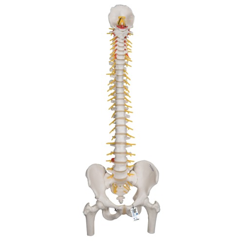 대퇴골두가 있는 유연한 척추모형 Deluxe Flexible Spine with Femur Heads A58/6 [1000126]