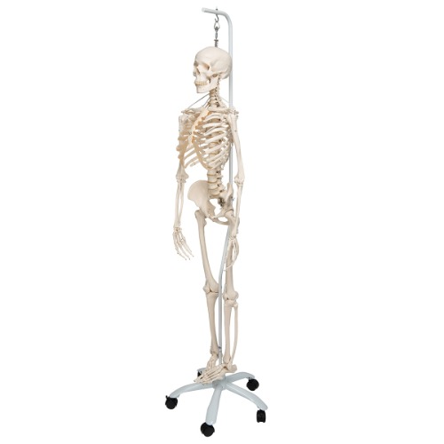 전신골격모형 “Feldi&quot; Skeleton Feldi, the functional skeleton on a metal hanging stand with 5 casters A15/3S [1020180]