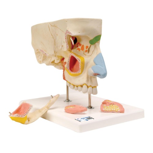 부비동이 있는 코 모형 Nose Model with Paranasal Sinuses, 5 part E20 [1000254]