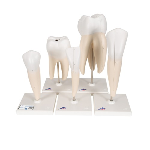 [특별할인] 기본형 치아모형 시리즈 5 가지 모형 Classic Tooth Model Series 5 models D10 [1000239]