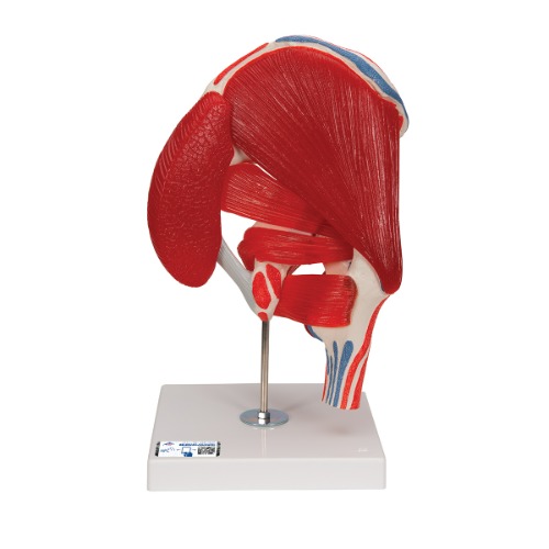 [특별할인] 엉덩이관절 (고관절) 근육 모형 7파트 분리 Hip Joint with Removable Muscles 7 part A881 [1000177]