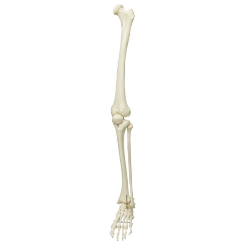 전신골격모형용 다리, 왼쪽 Skeleton: Leg(unpainted),left XA011 [1020642]