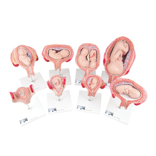 태아발달모형 - 임신모형시리즈 3B Scientific® Pregnancy Series L10 [1018627]