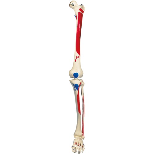 전신골격모형용 다리, 근육, 왼쪽 Skeleton: Leg + muscle, left A11, A13 XA013 [1020644]