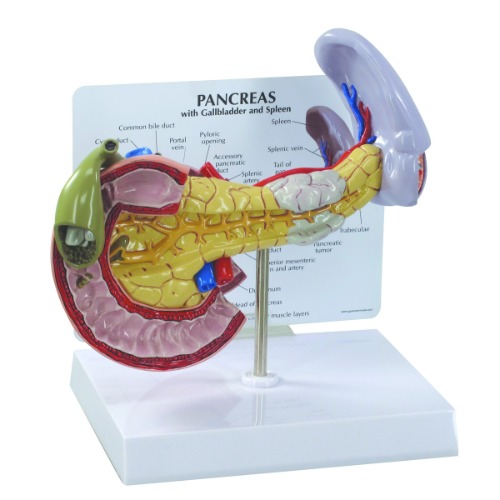 췌장 쓸개 비장 모형 Pancreas/Gallbladder/Spleen - W33367[1019553]