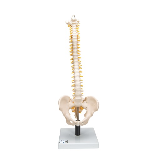 부드러운 추간판이 있는 척추모형 Flexible Spine Model with Soft Intervertebral Discs VB84 [1008545]