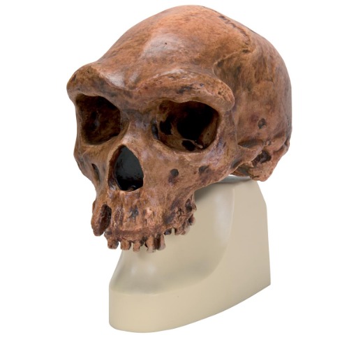 호모 로데시아인 모형  Replica Homo rhodesiensis Skull (Broken HillŸ Woodward, 1921) VP754/1 [1001297]