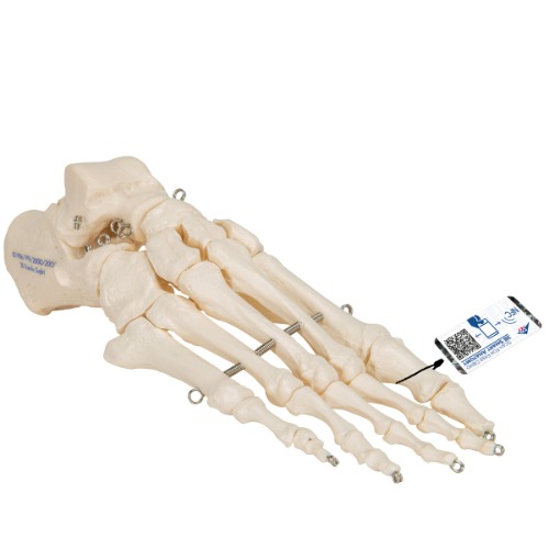 발 골격 Foot Skeleton A30 [1019355]