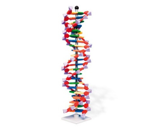 DNA 이중나선 모형 22-파트 miniDNA® Kit DNA Double Helix Model 22 Segments miniDNA® Kit W19762 [1005297]