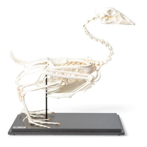 거위 골격모형 Goose Skeleton (Anser anser domesticus) Specimen T300451 [1021033]
