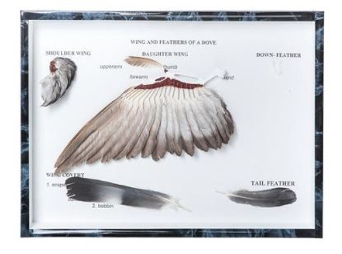 비둘기 날개와 털 Pigeon Wings and Feathers (Columba palumbus) Specimen T300331 [1021041]