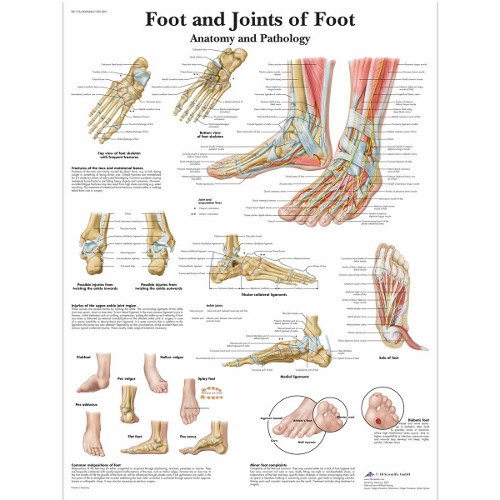 발 및 발관절 차트 Foot and Joints of Foot Chart VR1176L [1001490]