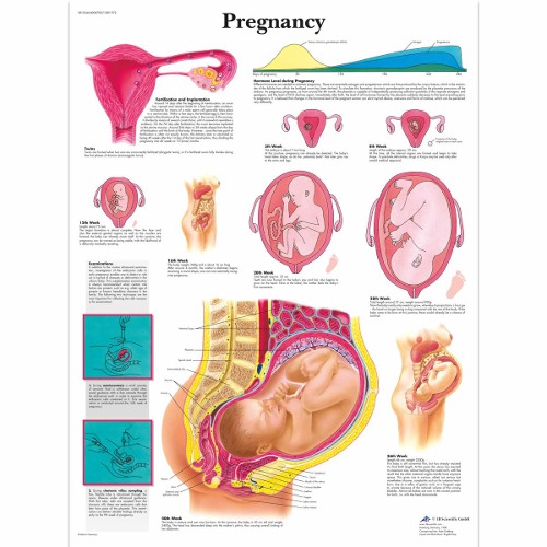 임신 차트 Pregnancy Chart VR1554L [1001572]