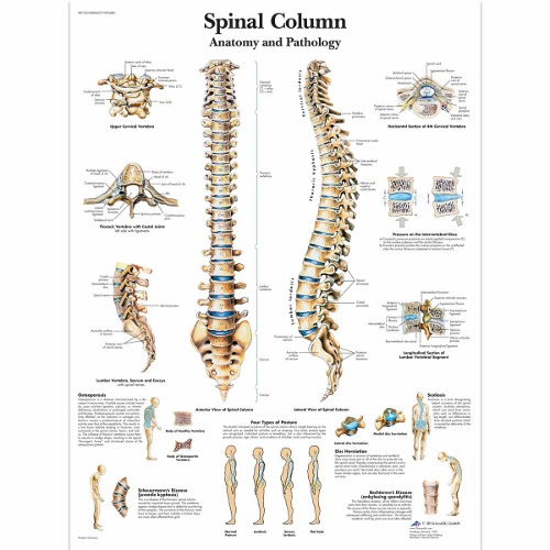 척추 차트 Spinal Column Chart  VR1152L [1001480]