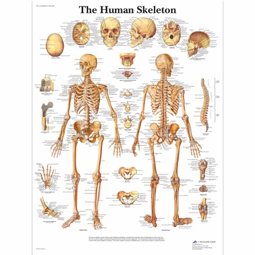 인체 뼈 차트 Human Skeleton Chart VR1113L [1001468]