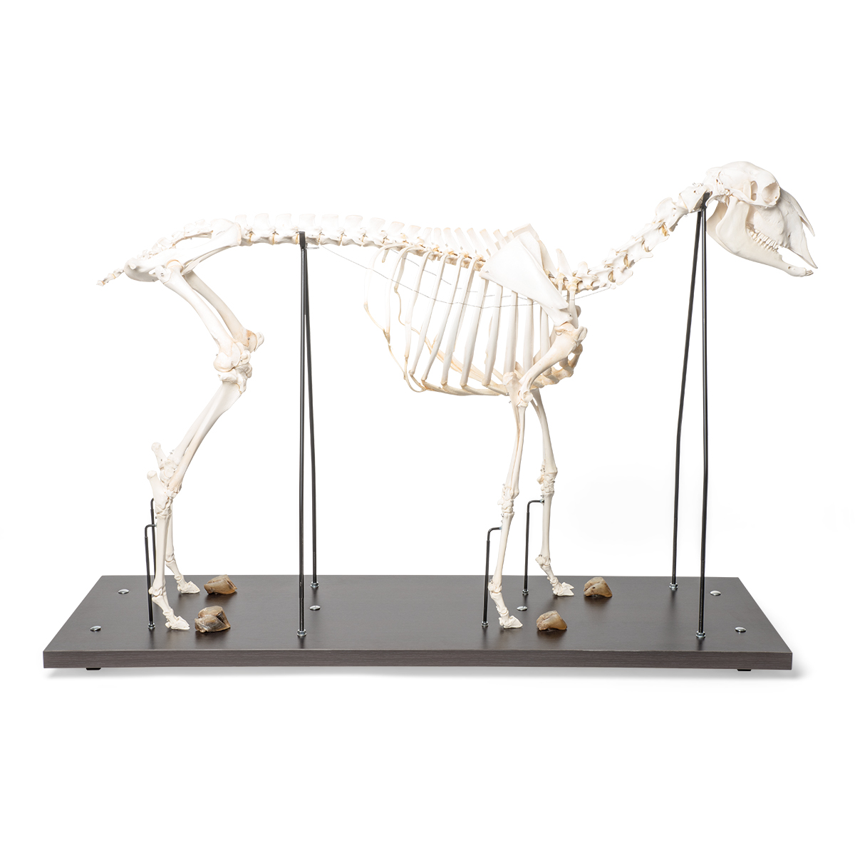 양수컷 전신골격(가축) Domestic Sheep Skeleton Male Specimen T300361M [1021025]