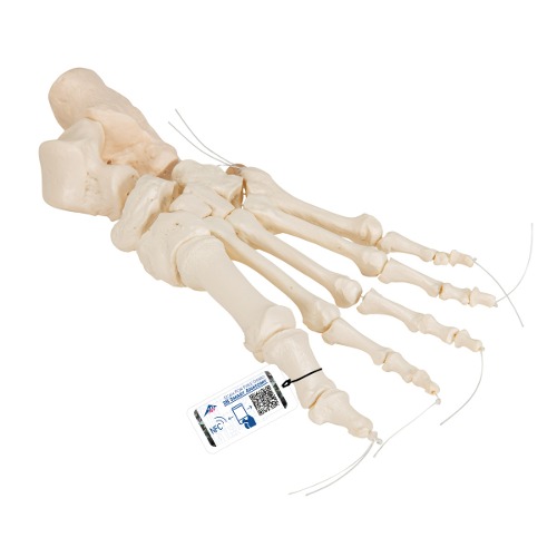 느슨한 발골격 Human Foot Skeleton, Loosely Threaded on Nylon String- 3B Smart Anatomy A30/2 [1019356]