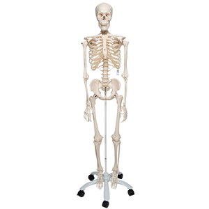 전신골격모형 “Stan&quot; Skeleton Stan on metal stand with 5 casters A10 [1020171]