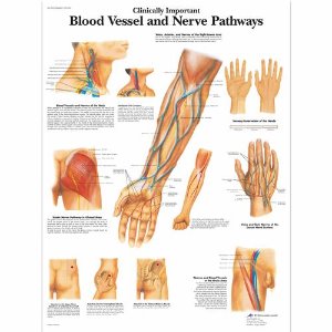 Clinically Important Blood Vessel and Nerve Pathways Chart VR1359UU [4006682]