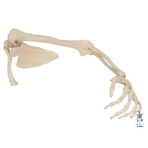 견갑골 및 쇄골을 포함한 팔 모형 Arm Skeleton with scapula and clavicle A46 [1019377]