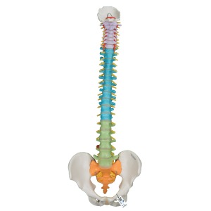 교육용 유연한 척추 모형 Didactic Flexible Spine Model A58/8 [1000128]