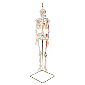[특별할인] 채색 소형 인체 골격(고리 걸쇠형) Mini Human Skeleton A18/6 [1000045]