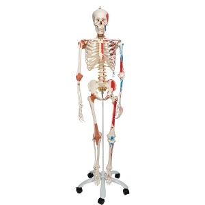 전신골격모형 &quot;Sam&quot;  Skeleton Sam - Luxury version on a metal stand with 5 casters A13 [1020176]