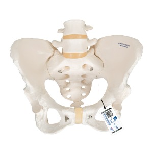 여성골반 골격모형 Pelvic Skeleton female A61 [1000134]