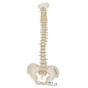 탄력성이 있는 축소 척추모형 Mini Human Spinal Column flexible Anatomically detailed A18/20 [1000042]