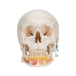 하악(아래턱) 노출된 두개골모형, 3파트 분리형 Classic Human Skull Model, with Opened Lower Jaw, 3 part A22 [1020166]