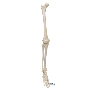 다리 골격 모형 Leg Skeleton A35 [1019359]