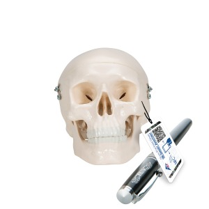 소형 두개골 Mini Human Skull Model, 3 part - skullcap, base of skull, mandible A18/15 [1000041]