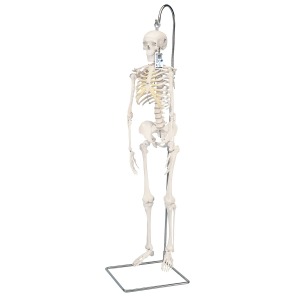 미니 전신 골격모형(고리 걸쇠형) Mini Human Skeleton on hanging stand A18/1 [1000040]