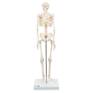 [특별할인] 미니 전신 골격(스탠드 장착형)  Mini Skeleton &quot;Shorty&quot; mounted on a base A18  [1000039]