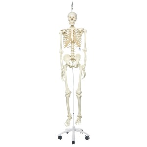 전신골격모형  “Stan&quot; Skeleton Stan on metal hanging stand with 5 casters A10/1 [1020172]