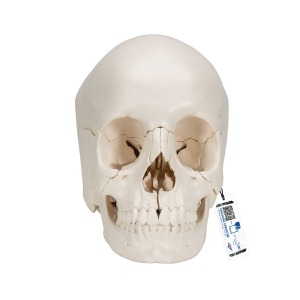 보쉥 (Beauchene) 성인 두개골모형 - 실제 뼈 색상, 22파트 분리형 Beauchene Adult Human Skull Model - Bone Colored Version, 22 part A290 [1000068]