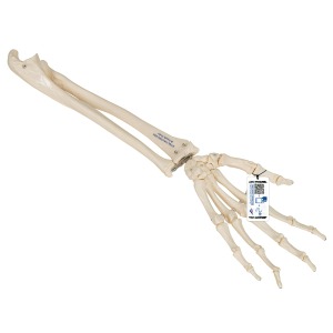 요골 척골이 있는 느슨한 손 모형 Loose Hand Skeleton with Ulna and Radius A40/3 [1019369]