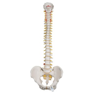 매우 유연한 척추모형 Highly Flexible Spine A59/1 [1000130]