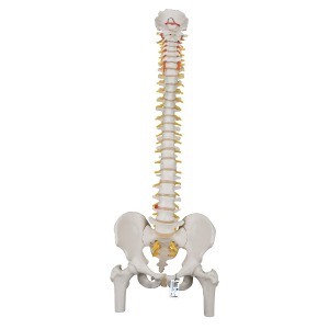대퇴골두가 있는 유연한 척추모형 Classic Flexible Spine with Femur Heads A58/2 [1000122]