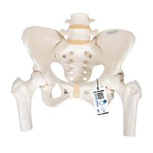움직이는 대퇴골두를 포함한 여성골반모형 Pelvic Skeleton female A62 [1000135]