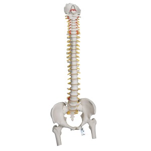 대퇴골두가 있는 매우 유연한 척추 모형 Highly Flexible Spine Model with Femur Heads A59/2 [1000131]