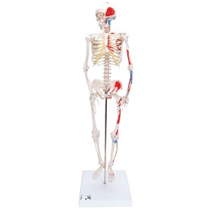 소형 전신골격 모형 (근육채색, 스탠드 장착형) Mini Human Skeleton Shorty with Painted Muscles, Pelvic Mounted, Half Natural Size A18/5 [1000044]