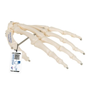 손 골격 모형(와이어 고정) Hand Skeleton wire mounted A40 [1019367]